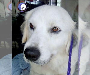Great Pyrenees Dogs for adoption in Spring, TX, USA