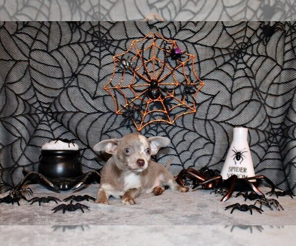 Medium Photo #3 Chihuahua Puppy For Sale in CHARLESTON, AR, USA