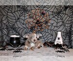 Small #2 Chihuahua