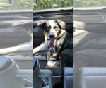 Small #1 Australian Shepherd