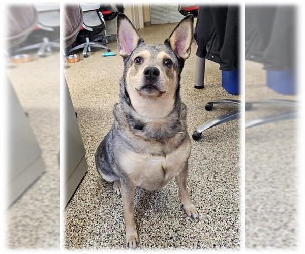 Medium Photo #2 Mutt Puppy For Sale in Frisco, CO, USA