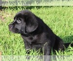 Small #12 Labrador Retriever
