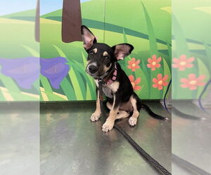 Mutt Dogs for adoption in Waco, TX, USA