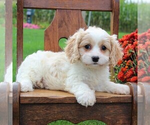 Cavachon Puppy for sale in GORDONVILLE, PA, USA