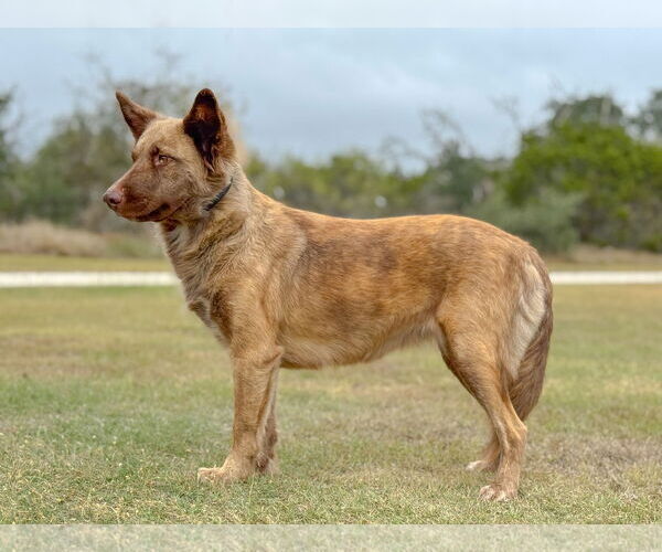 Medium Photo #2 Australian Shepherd-Unknown Mix Puppy For Sale in PIPE CREEK, TX, USA