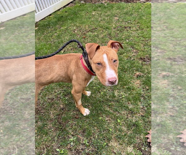 Medium Photo #4 American Pit Bull Terrier-Labrador Retriever Mix Puppy For Sale in Brewster, NY, USA