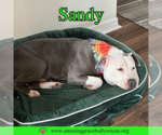 Small #3 American Pit Bull Terrier Mix