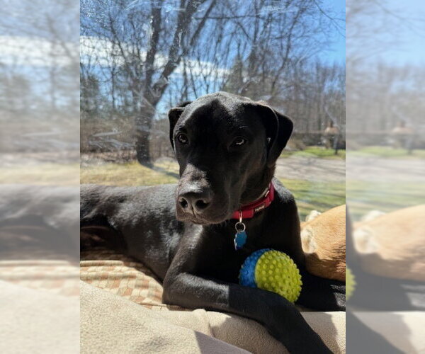 Medium Photo #1 Labrador Retriever-Unknown Mix Puppy For Sale in Brewster, NY, USA