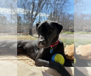 Labrador Retriever-Unknown Mix Dogs for adoption in Brewster, NY, USA