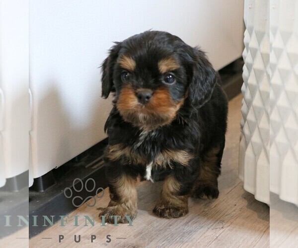 Medium Photo #4 Cavapoo Puppy For Sale in NARVON, PA, USA