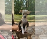 Puppy White tail Chiweenie-Poodle (Toy) Mix