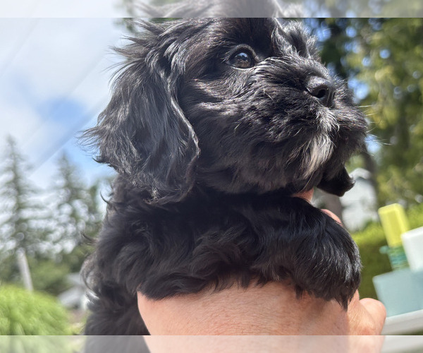 Medium Photo #2 Cavachon Puppy For Sale in OLYMPIA, WA, USA