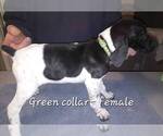 Small #1 German Shorthaired Pointer