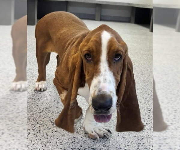 Medium Photo #2 Basset Hound Puppy For Sale in Deepwater, NJ, USA