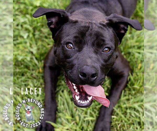 Medium Photo #14 Mutt Puppy For Sale in Omaha, NE, USA