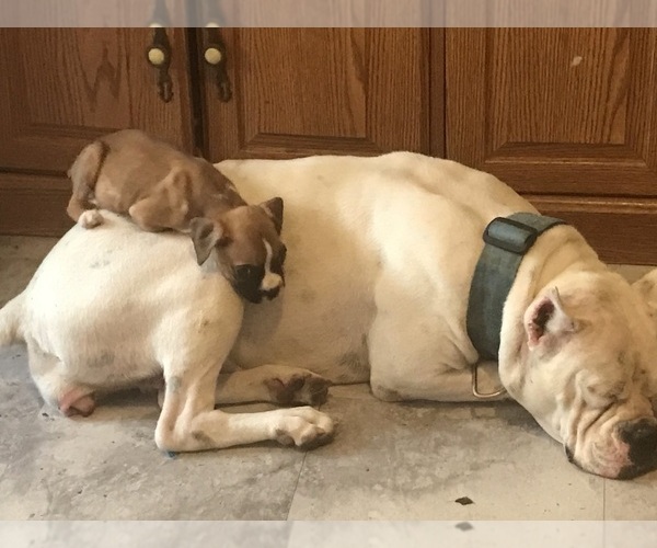 Medium Photo #1 Boxer Puppy For Sale in VICTORIA, TX, USA