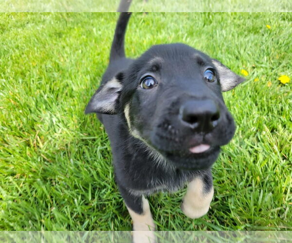 Medium Photo #4 German Shepherd Dog-Unknown Mix Puppy For Sale in Germantown, OH, USA