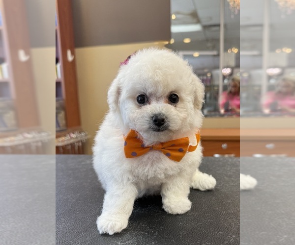 Medium Photo #1 Bichpoo Puppy For Sale in LAKE ELSINORE, CA, USA