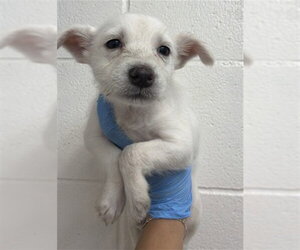 Pembroke Welsh Corgi-Unknown Mix Dogs for adoption in San Bernardino, CA, USA