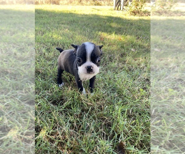 Medium Photo #5 Boston Terrier Puppy For Sale in FREDONIA, KS, USA