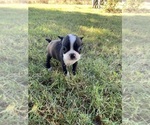 Small #4 Boston Terrier