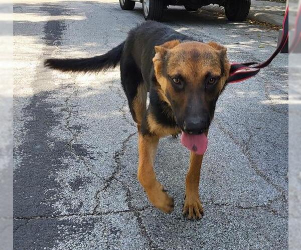 Medium Photo #1 German Shepherd Dog-Unknown Mix Puppy For Sale in San Antonio, TX, USA