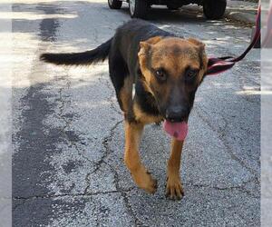 German Shepherd Dog-Unknown Mix Dogs for adoption in San Antonio, TX, USA