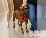 Small #4 Labrador Retriever Mix