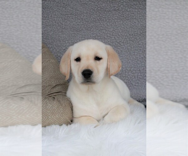 Medium Photo #12 Labrador Retriever Puppy For Sale in SYRACUSE, IN, USA