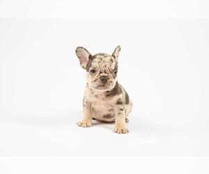 French Bulldog Puppy for sale in HOUSTON, TX, USA