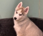 Small Photo #7 Siberian Husky Puppy For Sale in MOORCROFT, WY, USA