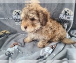 Small Photo #4 Maltipoo Puppy For Sale in GRANDVILLE, MI, USA