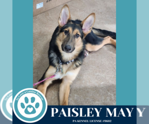 Collie-German Shepherd Dog Mix Dogs for adoption in Kimberton, PA, USA
