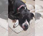 Small #7 American Pit Bull Terrier-American Staffordshire Terrier Mix