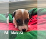 Small Jack Russell Terrier