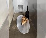 Small German Shepherd Dog