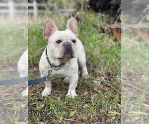 French Bulldog Puppy for sale in ANTELOPE, CA, USA