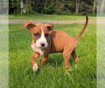 Small Bullboxer Pit