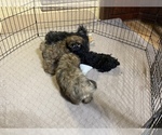 Small Photo #4 Shih Tzu Puppy For Sale in GLOUCESTER, VA, USA