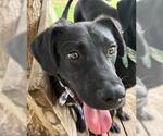 Small Labrador Retriever Mix