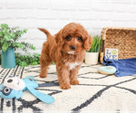 Small #3 Cavapoo (Miniature)