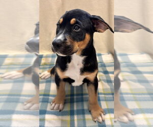 Rottweiler-Unknown Mix Dogs for adoption in Sterling, MA, USA