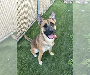 Shepradors Dogs for adoption in Chula Vista, CA, USA