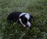 Puppy Male 1 Texas Heeler