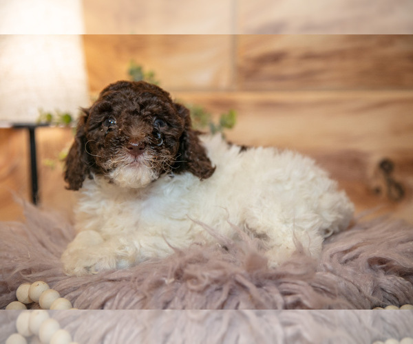Medium Photo #9 Poodle (Miniature) Puppy For Sale in FARWELL, MI, USA