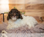Small #1 Poodle (Miniature)