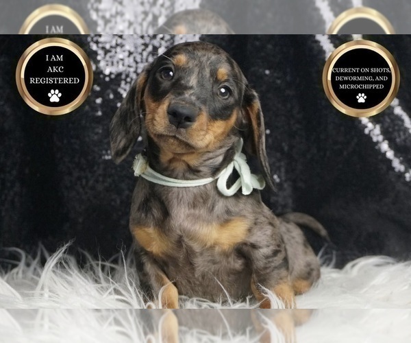 Medium Photo #51 Dachshund Puppy For Sale in WARSAW, IN, USA