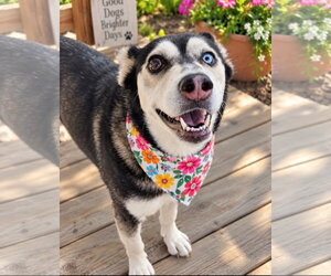 River - Female Siberian Husky-Unknown Mix Dog for Adoption - Photo #4