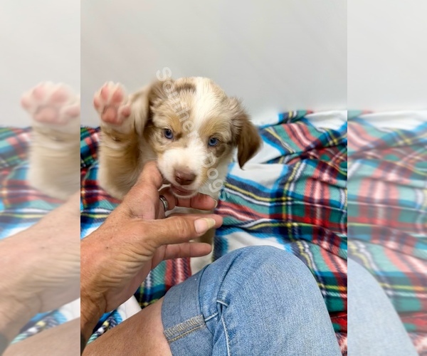 Medium Photo #3 Miniature Australian Shepherd Puppy For Sale in EXETER, MO, USA