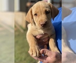 Small Photo #4 Labrador Retriever Puppy For Sale in ASHEVILLE, NC, USA